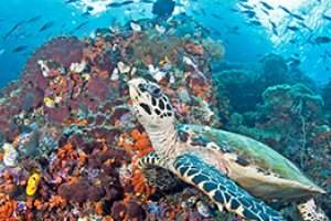 Free Education Event: Bring the Coral Triangle to your Classroom