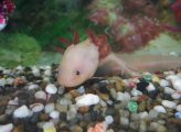 A Whole Lotl of Axolotls Going On At Lewisham School