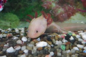 A Whole Lotl of Axolotls Going On At Lewisham School