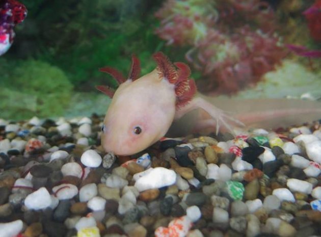 A Whole Lotl of Axolotls Going On At Lewisham School